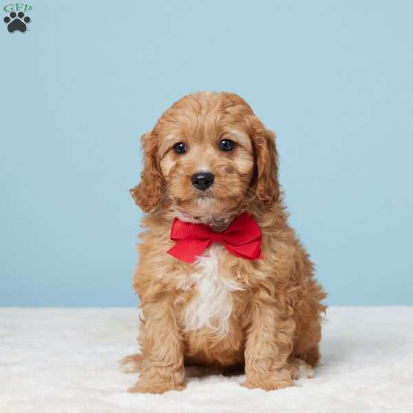 Milo, Cavapoo Puppy